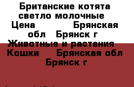 Британские котята светло-молочные › Цена ­ 2 000 - Брянская обл., Брянск г. Животные и растения » Кошки   . Брянская обл.,Брянск г.